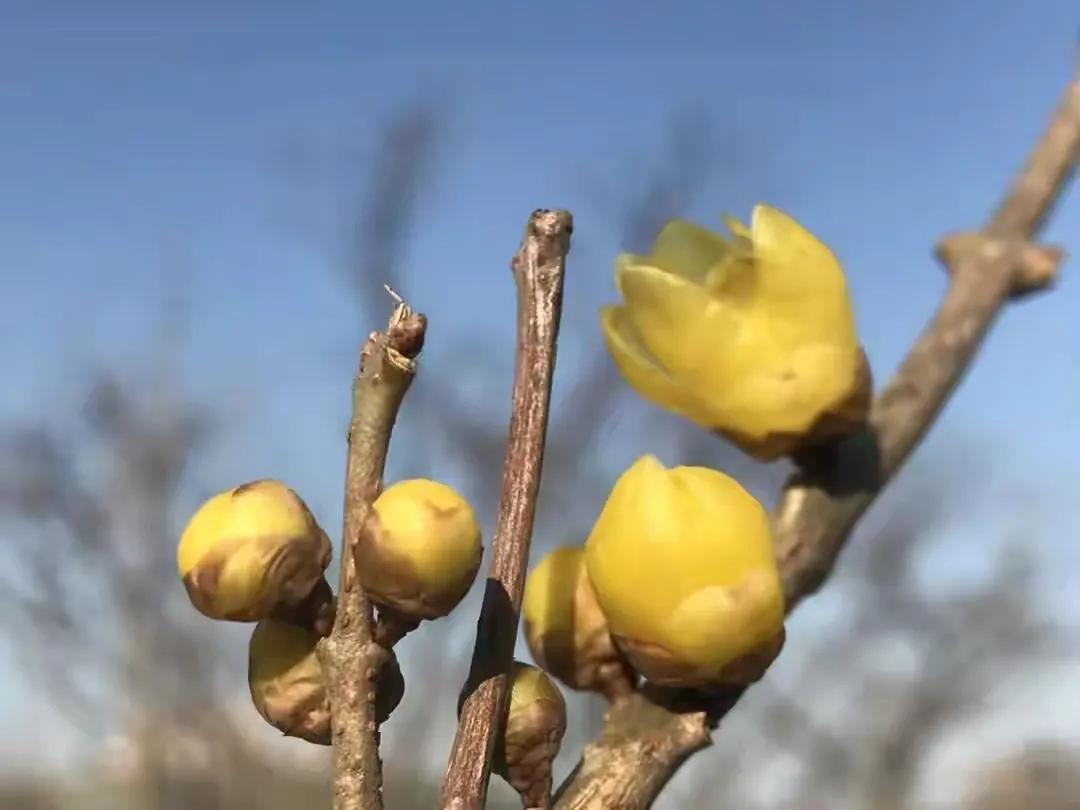 青岛：当芳香的咖啡遇到满树飘香的腊梅，这寒冬便有了一份新浪漫