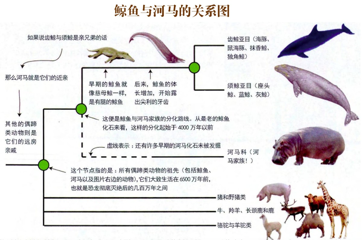 河马有什么本事？吃荤的鳄鱼居然会害怕它？原来河马段位这么高