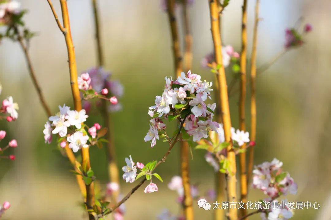 线上展览|“山河春意 锦绣太原——花的世界”主题摄影线上图片展（六）