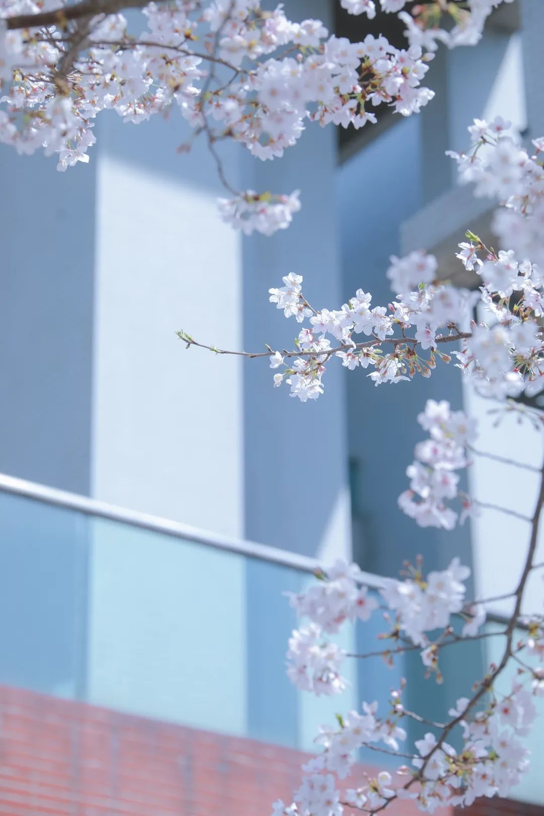 浙大樱雨，许你浪漫春光！每一张都可以做壁纸