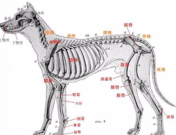 为何动物都怕鹅？有鹅的地方没有蛇？鹅的真实面貌超出大家的想象