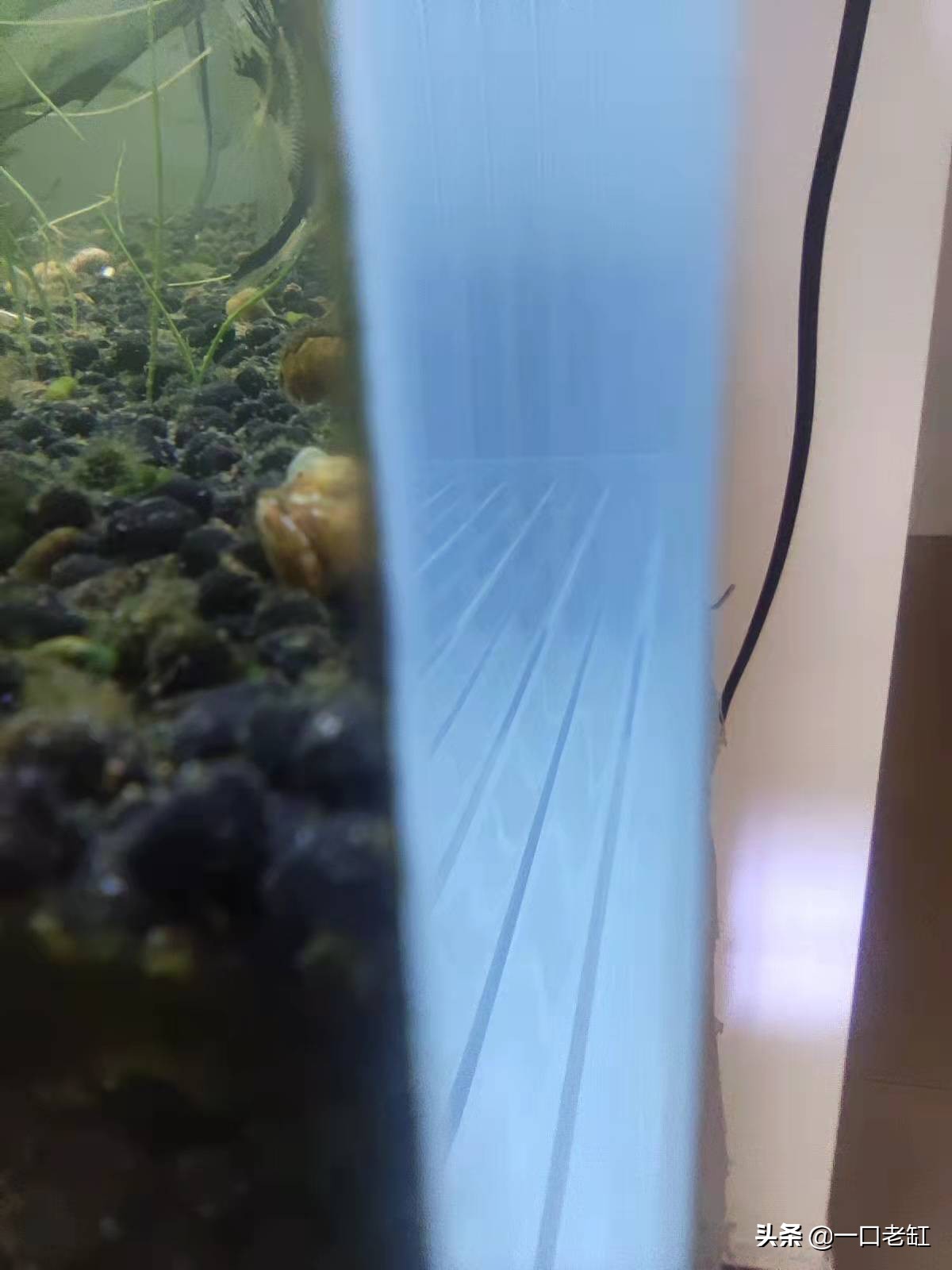 新手朋友饲养观赏鱼选择什么样的鱼缸合适