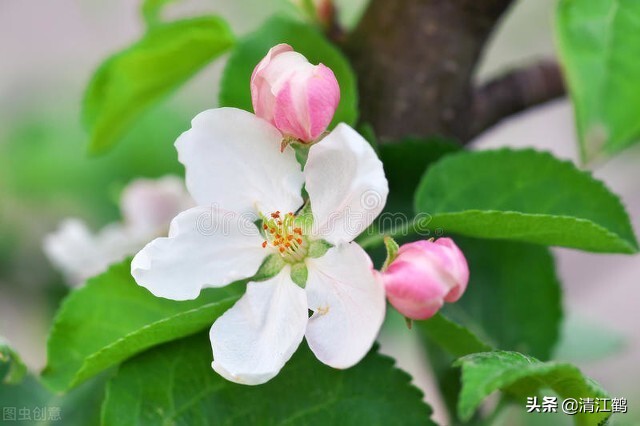 苹果树不开花的原因（7个原因精准施策让苹果树花多果多）