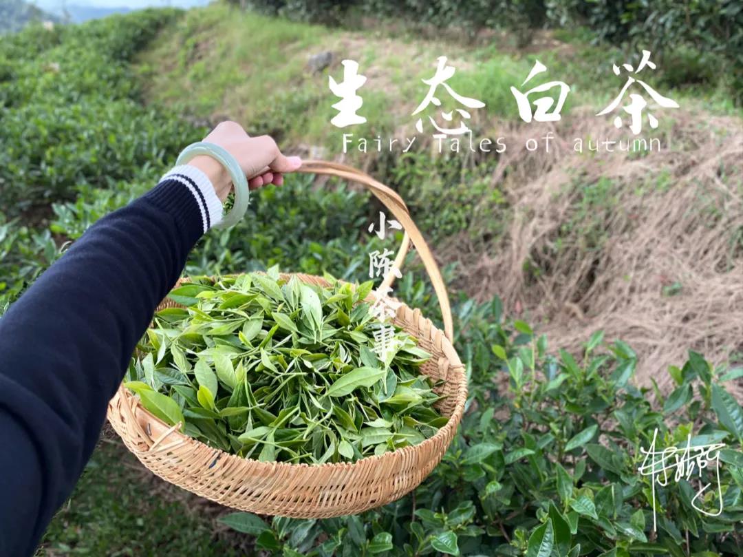 大红袍是红茶，铁观音是绿茶？六大茶类关系划分，你认清了吗？