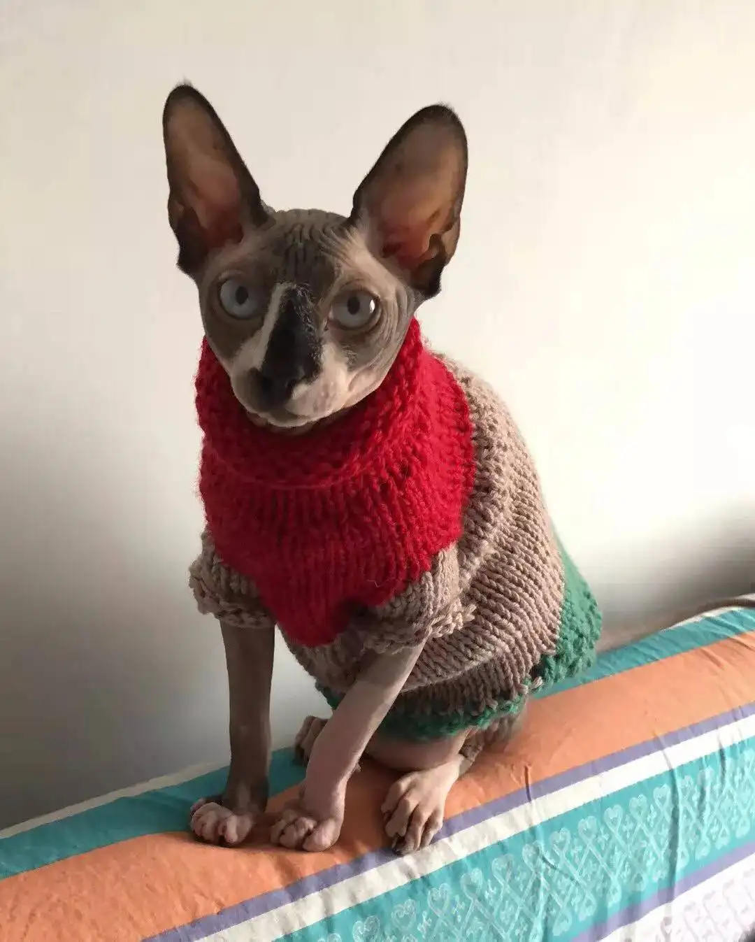 同人类共演化，揭开人类褪毛、穿衣之谜的虱子，为何很少看到了？