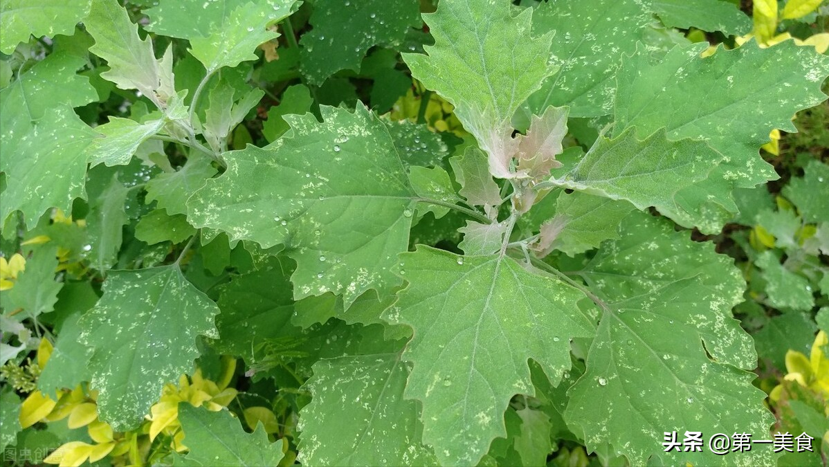 图片[21]-春天需要先焯水的应季野菜-起舞食谱网