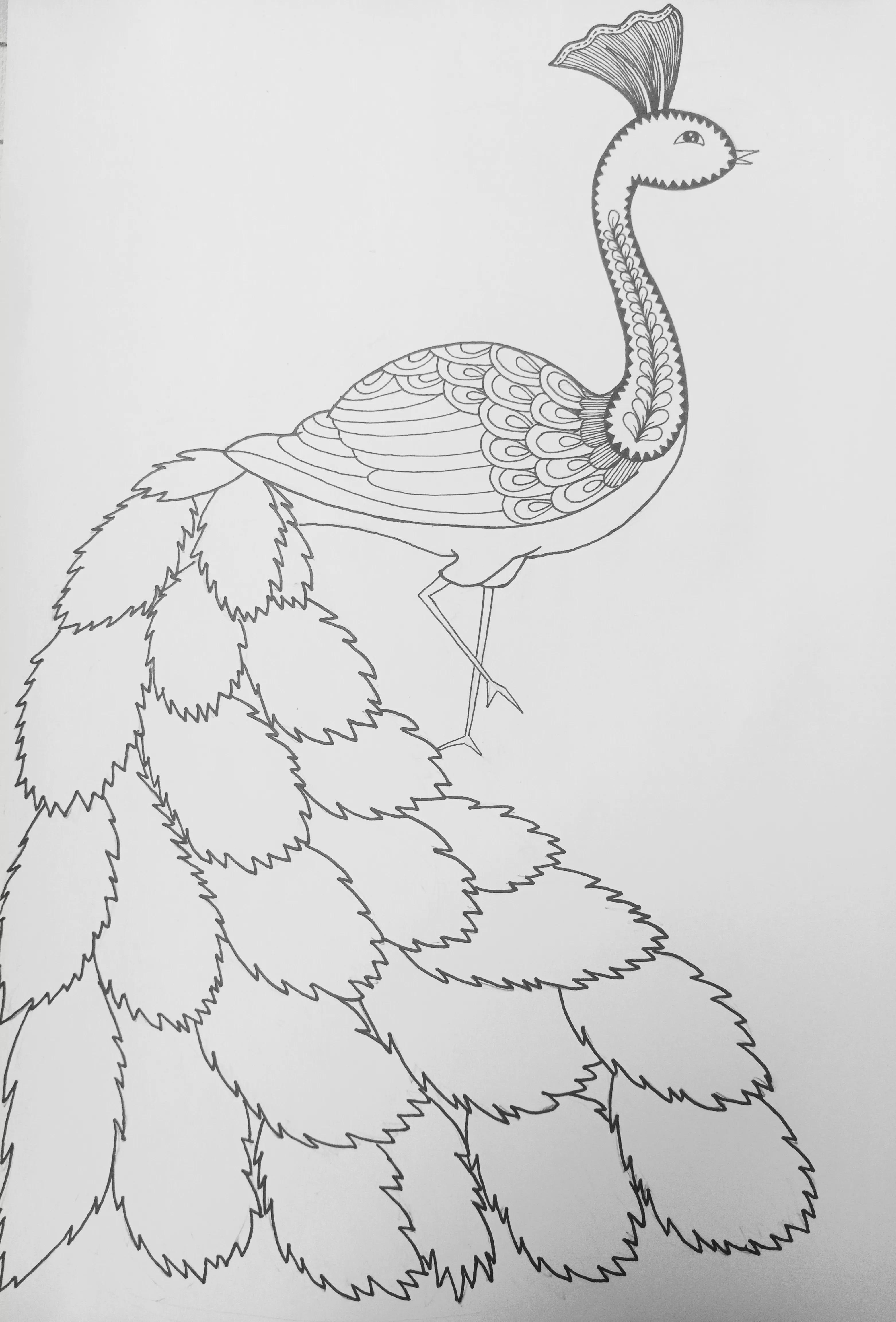 《孔雀》线描画绘画过程