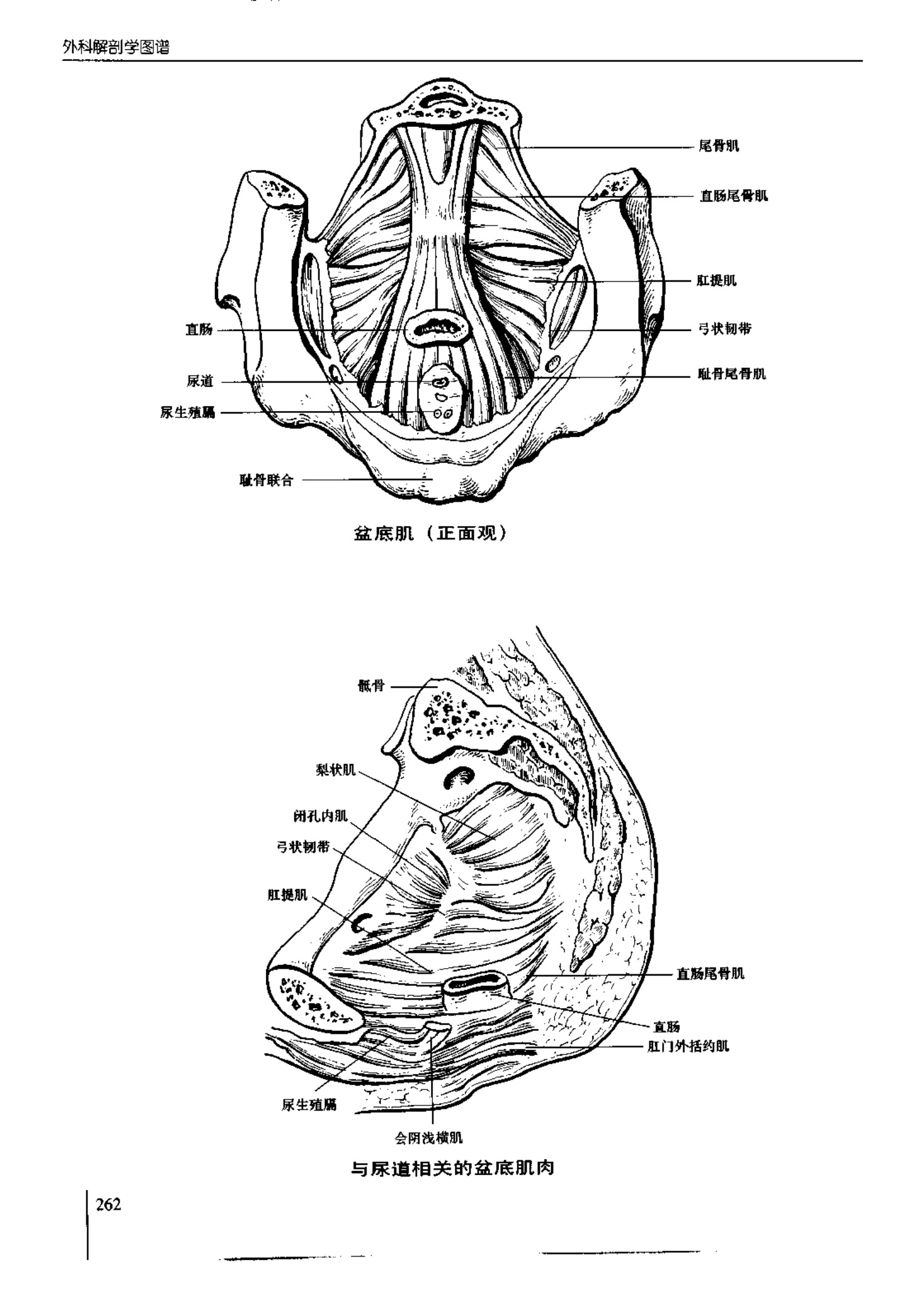 人体内脏位置图(图示集‖外科解剖学图谱(8-5)盆部)