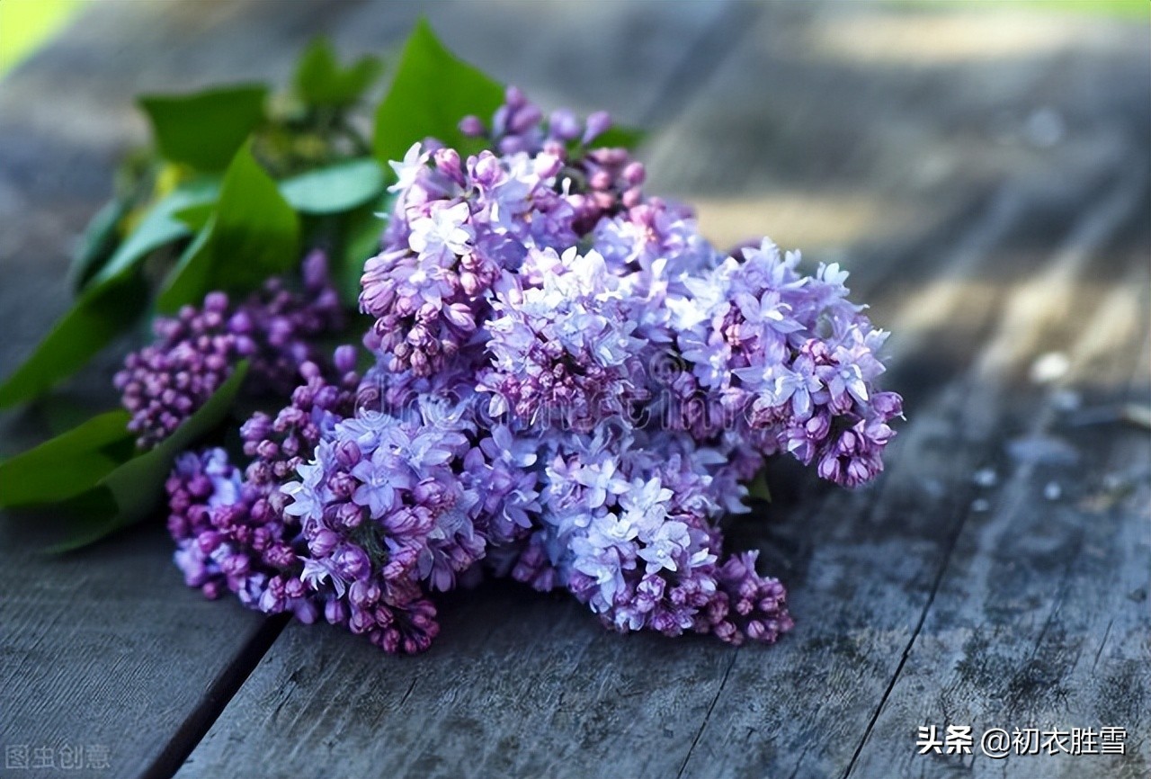 晚春丁香美诗六首：紫花何太媚，香沉烟雨寒，丁香从小结