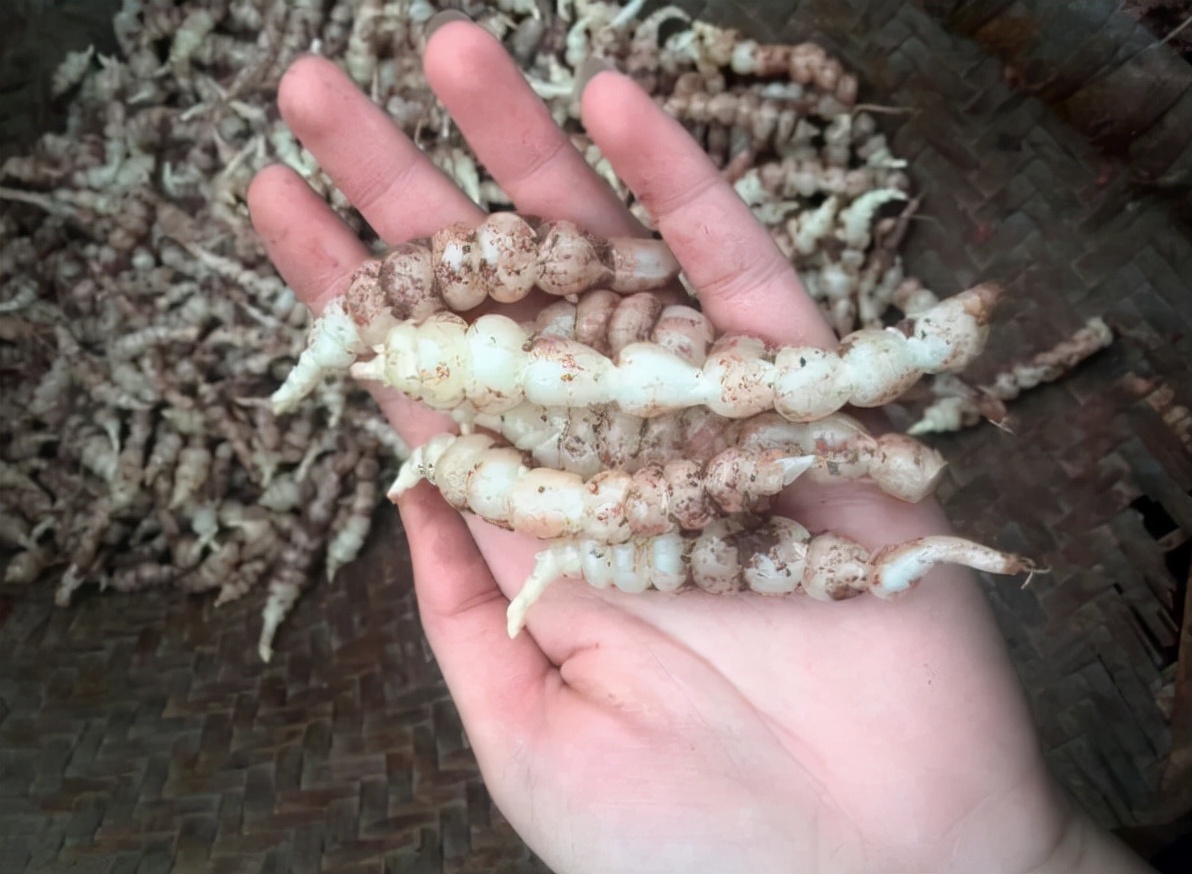 俗称"地蚕",儿时常挖来做咸菜,一挖一箩筐,如今却很少人识了