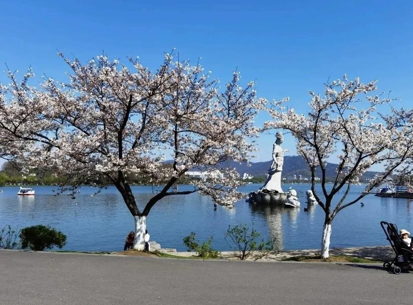 玄武湖赏樱花攻略，本人亲测最省力、最精华，现在樱花仍在花期内