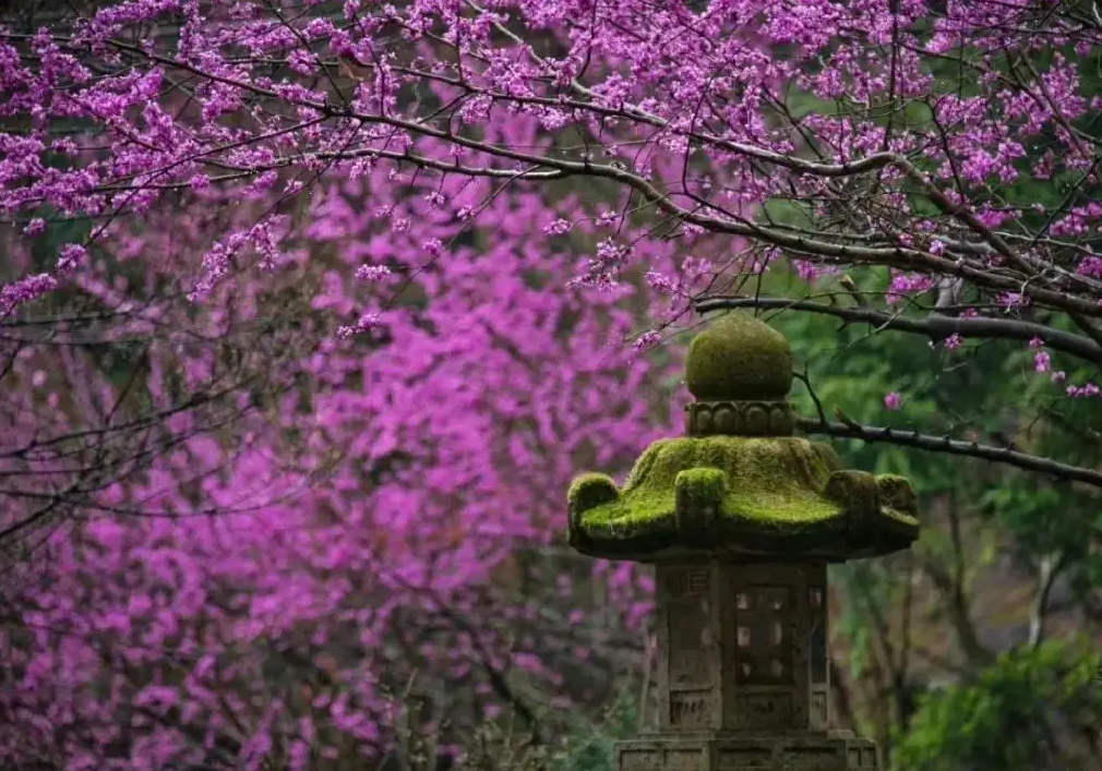 春日诗集-春日正好，莫负好时光，一起来感受诗友笔下的别样春意