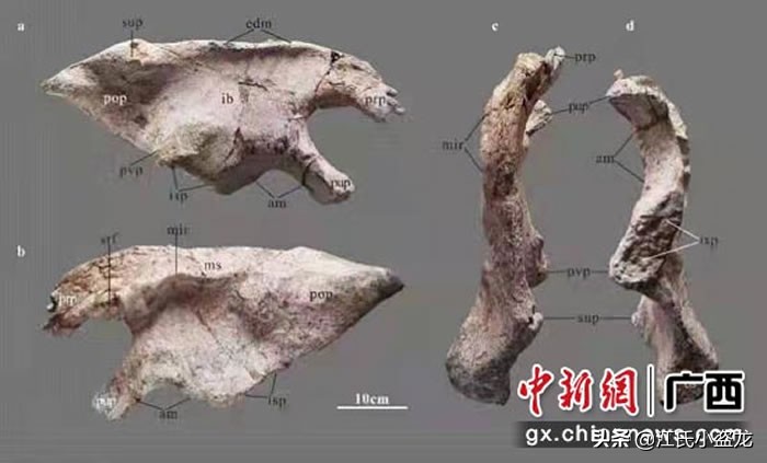 2021年新种恐龙（非鸟恐龙）大盘点
