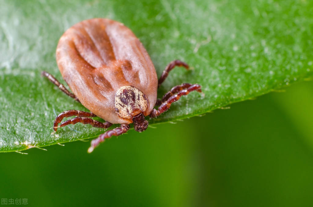 蜱虫图片咬人后图片(这两种夏季常见小虫很危险) - 赤虎壹号