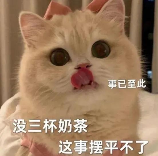 猫猫搞笑表情包