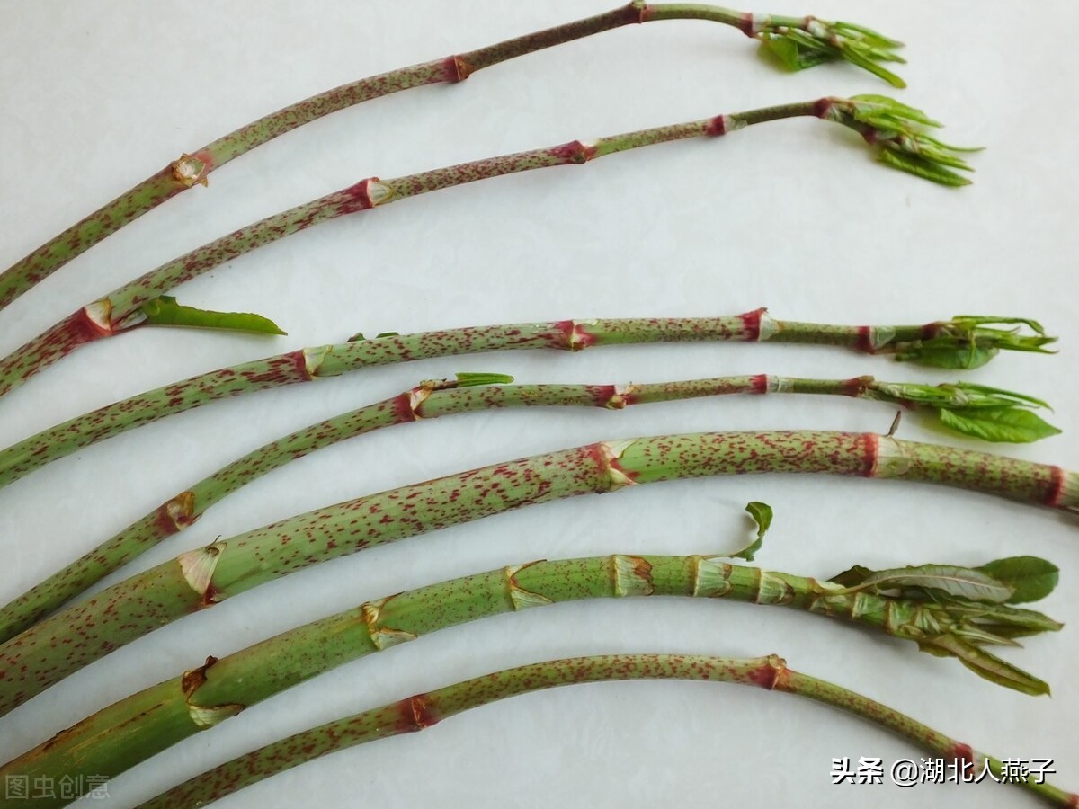 55种野菜大图片，带你见识不同的野菜和吃法，你想要的野菜这里有