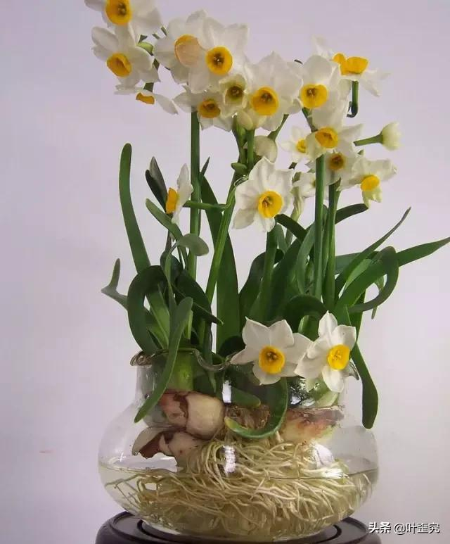 中国十大名花,您都知道吗?