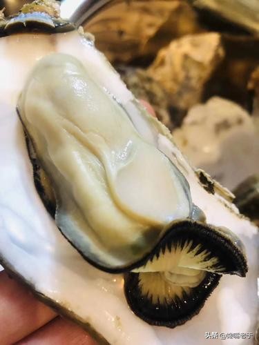 明明长得一个模样,为啥一个叫生蚝,一个叫牡蛎?原来差别在这儿