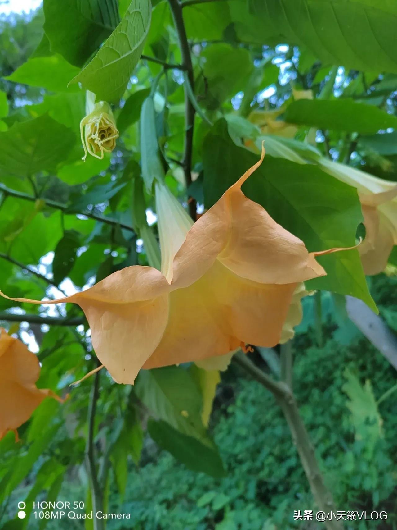讓人産生幻覺的植物 曼陀羅 天天看點