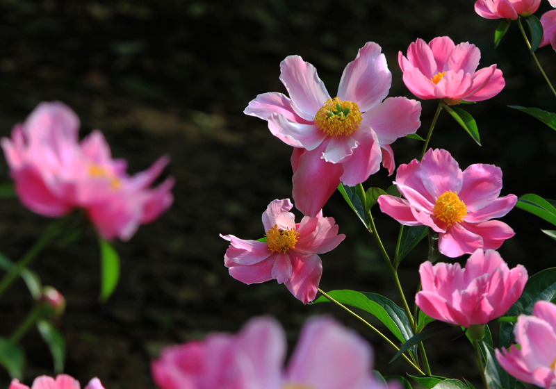 牡丹 未谢幕 芍药己盛开