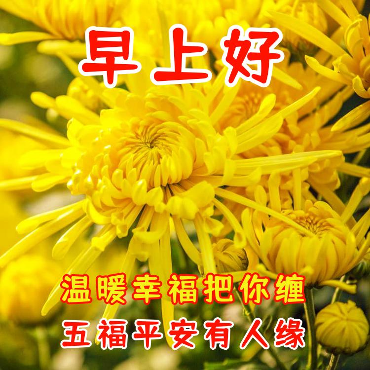 早上好祝福問候語 祝你幸福甜蜜 吉祥平安 天天看點