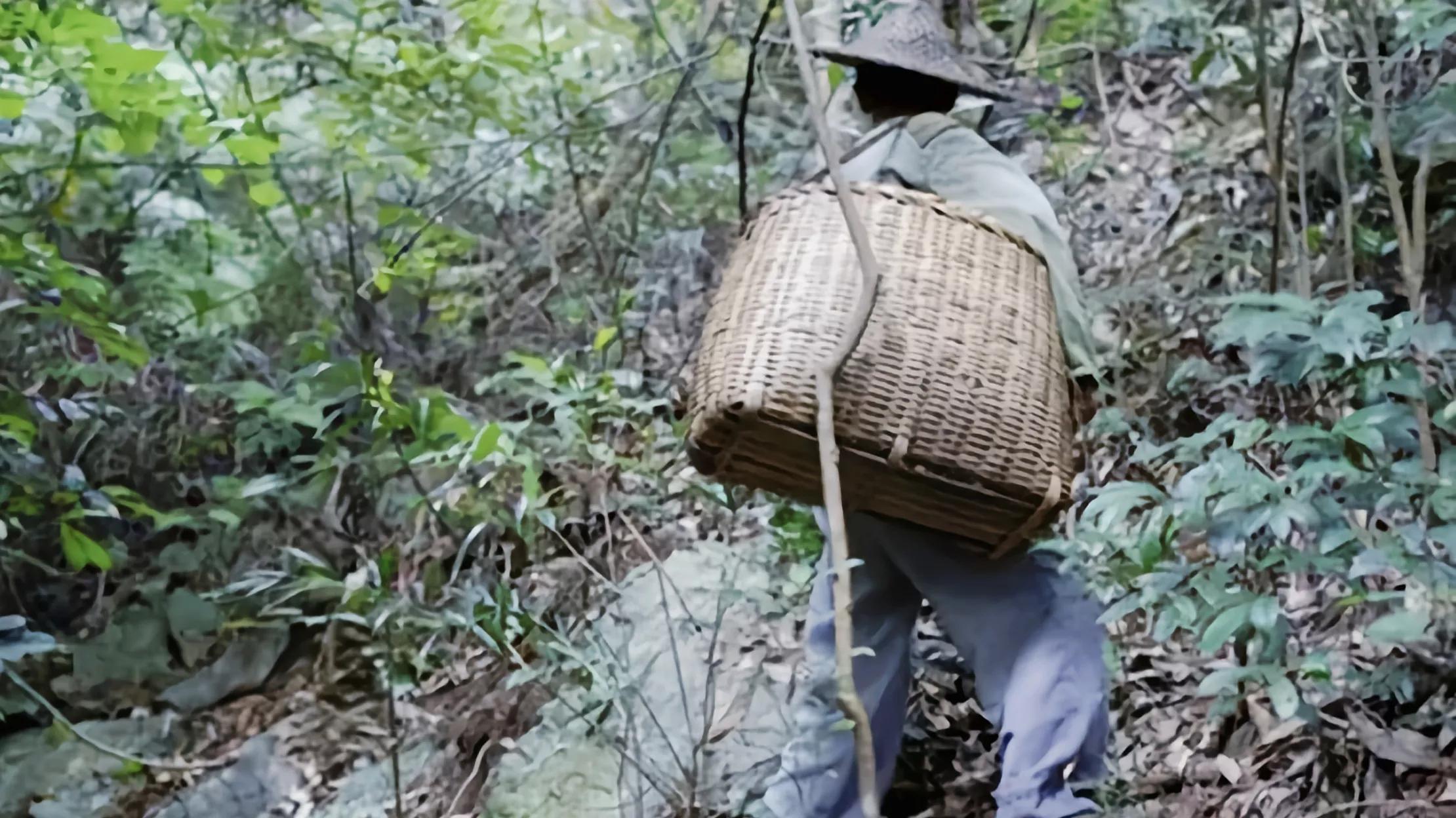 湖北：村民清明节上山“接鱼”，一次能有上千斤！专家却说不能吃