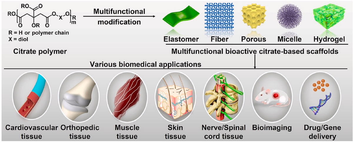 许鹏教授团队在《Bioactive Materials》发表高水平研究论文
