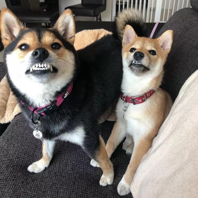 狗狗交配后，公狗会受到攻击，是公狗做错了？