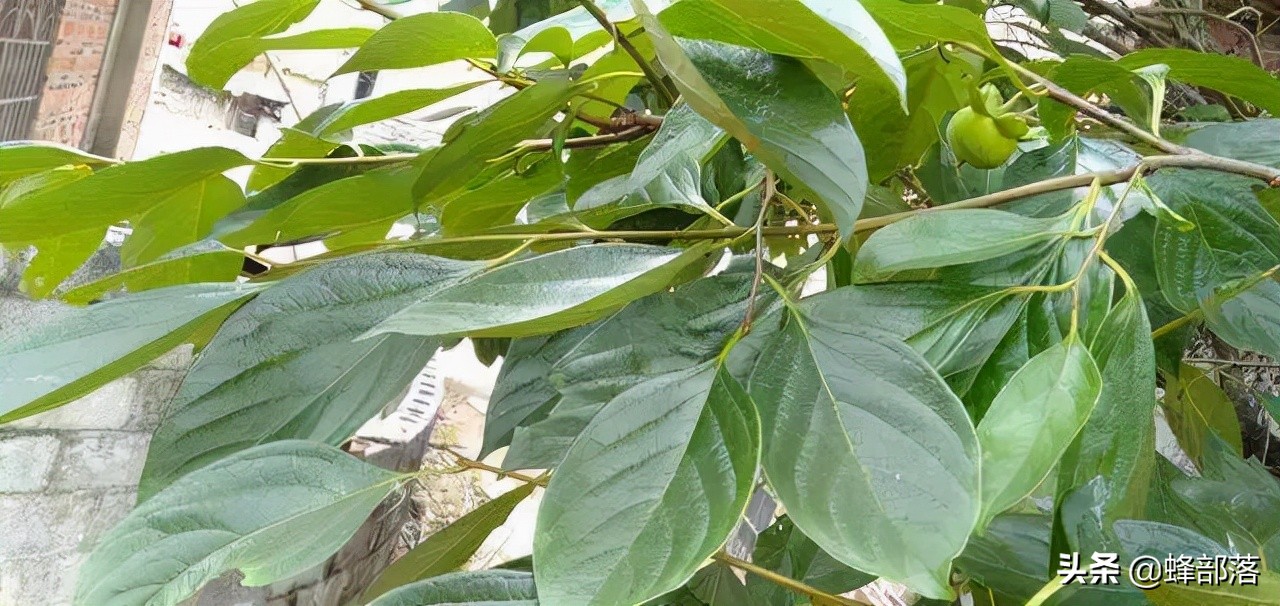 小柿子葉,