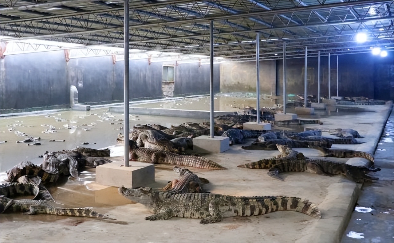 广西鳄鱼养殖场图片