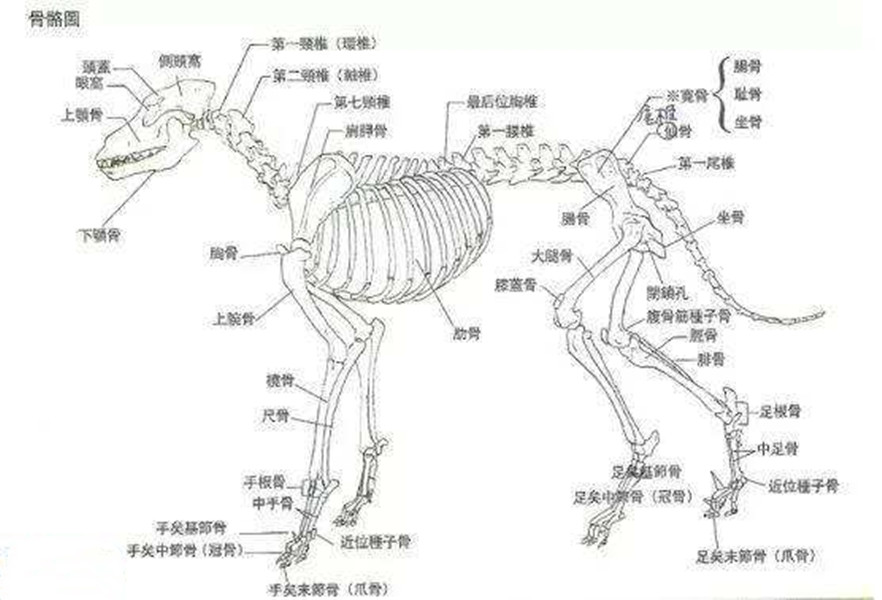 狼到底有多凶猛？一个手持铁棍的成年男子，能斗得过一头狼吗？