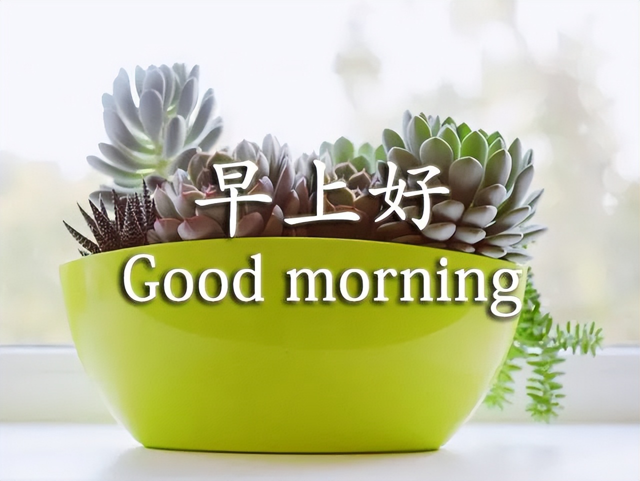 早上好的问候语图片 早上好祝福语句子大全 心情好、永不老、没烦恼图片