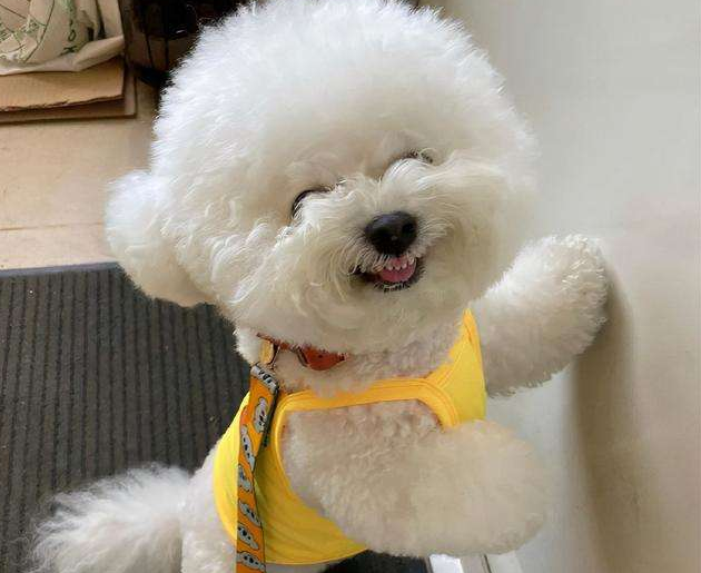 比熊多少天断奶