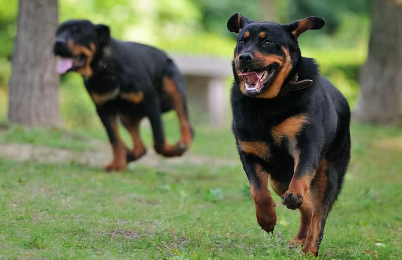 罗威拿犬(为何养“罗威纳犬”的人，都想要“后悔药”？)