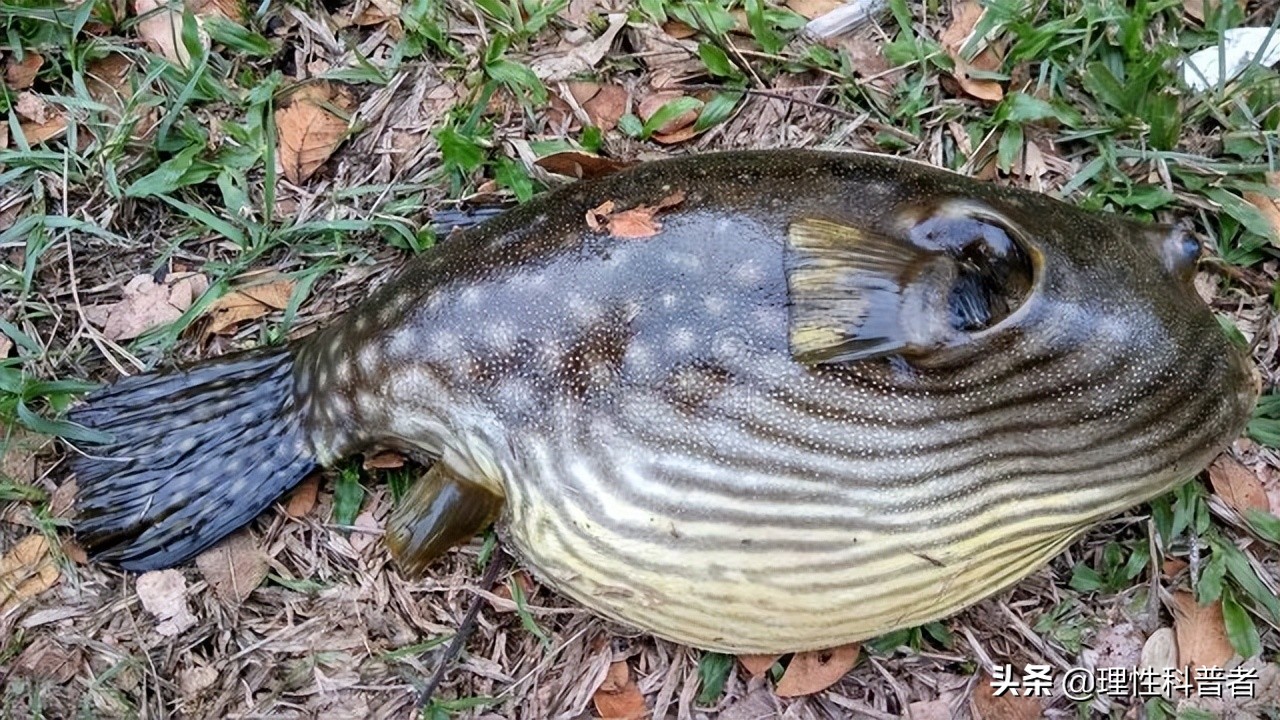 河豚是淡水魚還是咸水魚，體型可愛，習(xí)性古怪，其毒素有劇毒