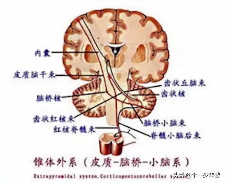 nba被动肌张力包括有哪些(运动系统解剖、生理及损害表现)