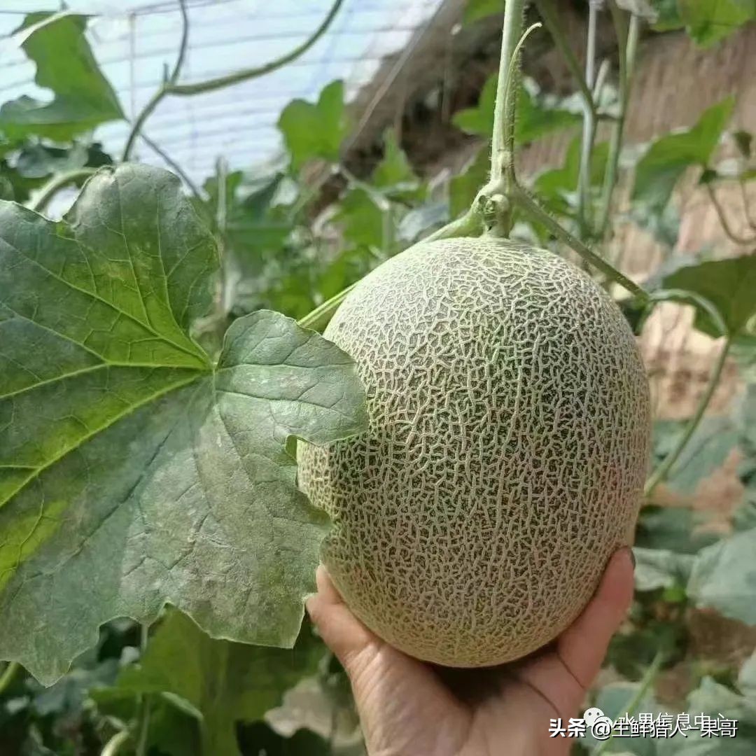 哈密瓜、蜜瓜、网纹瓜、香瓜、羊角蜜傻傻分不清？看完就明白了