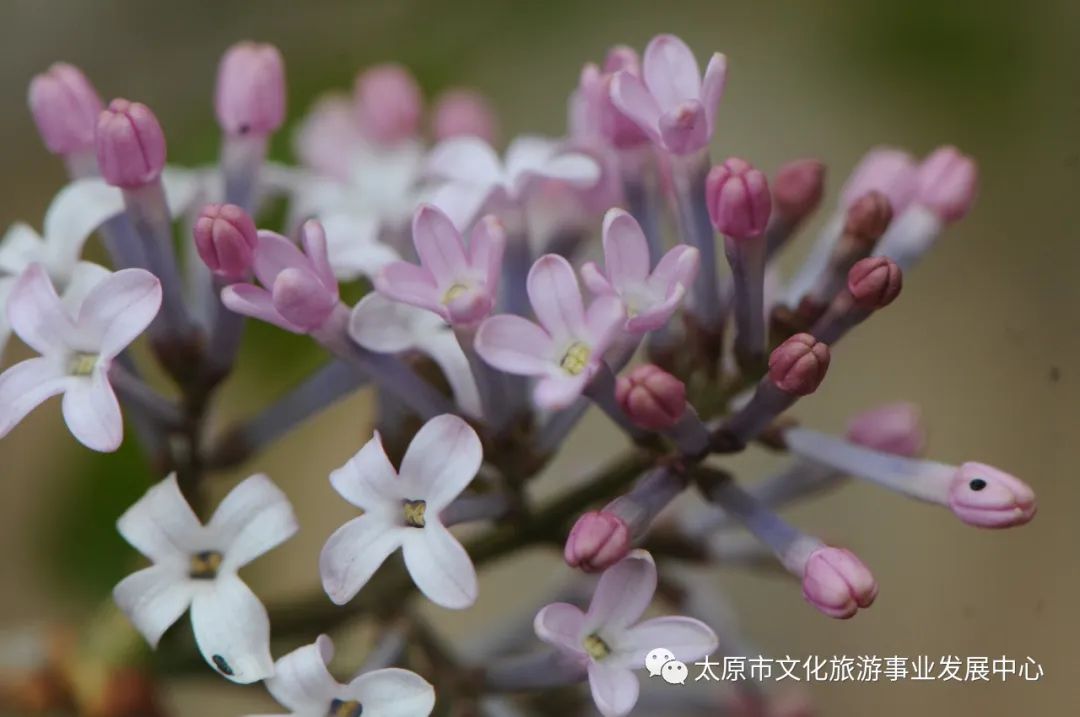 线上展览|“山河春意 锦绣太原——花的世界”主题摄影线上图片展（二十二）