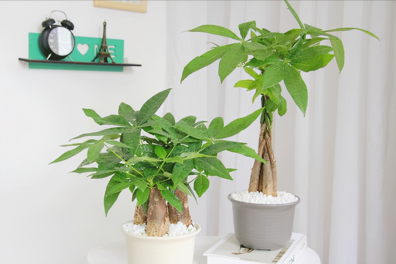 植物界10大网红绿植，好看又好养，你家也可以拥有