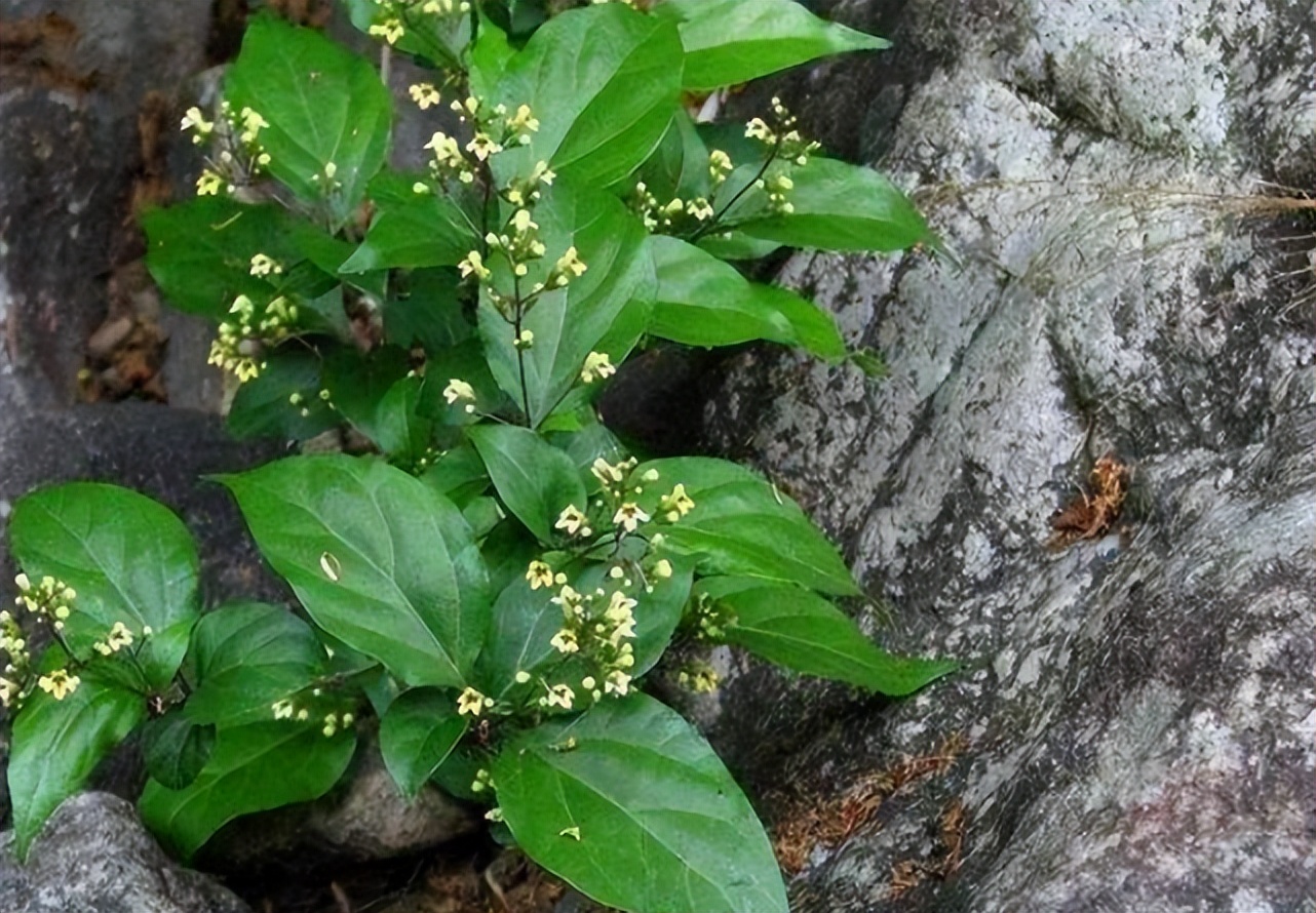 臭黄荆是怎样一种植物?叶子含果胶,能做豆腐和凉粉,遇到请移栽