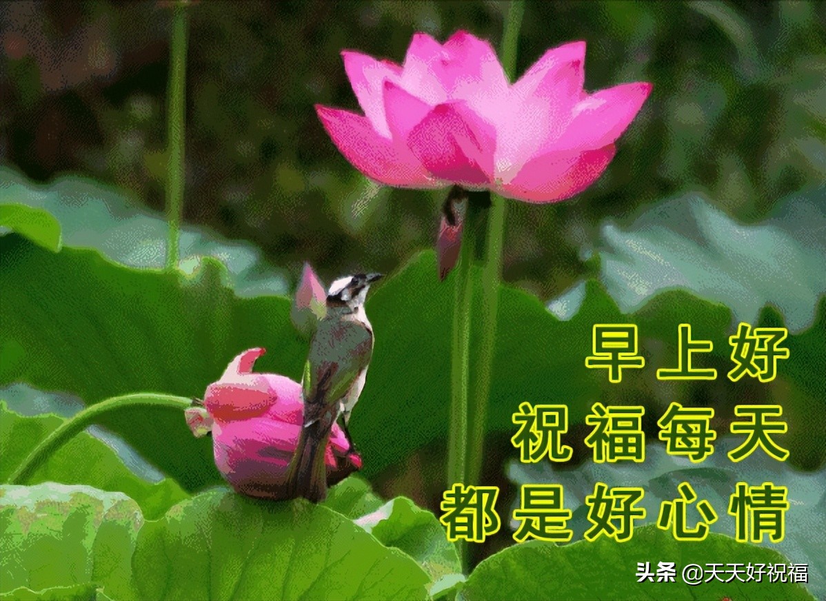 美丽的谎言图片带字句图片