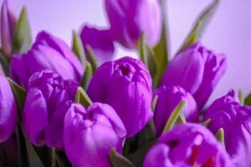 郁金香花是一株、一茎、花给含蓄一花，人种给人一种含蓄的美