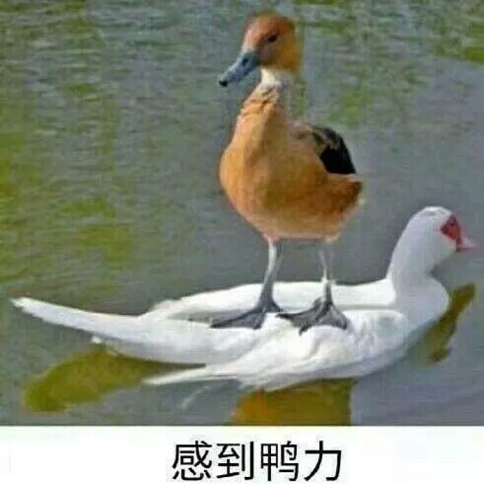 加拿大鹅双标，国货波司登能否把市场扛起来？