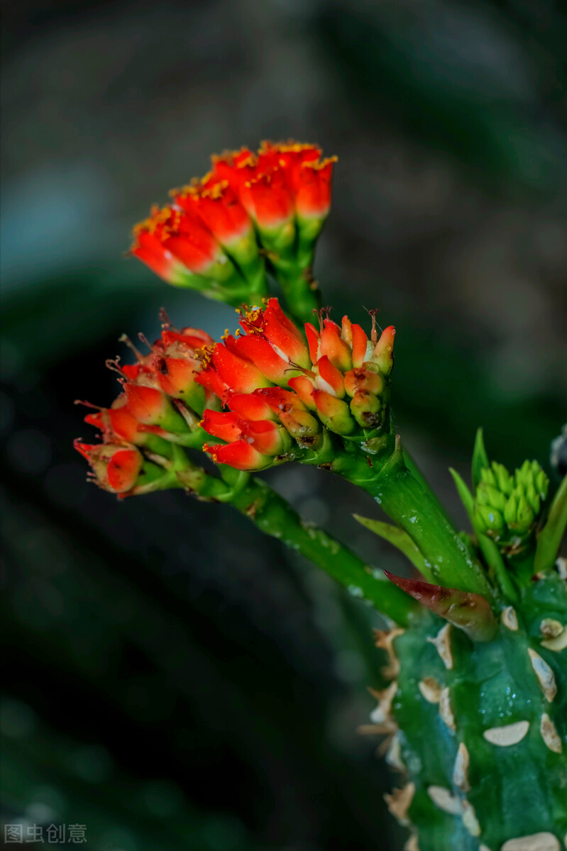 一花一世界，一束花点燃爱，相逢花浪漫情，春花情长，迷人心醉