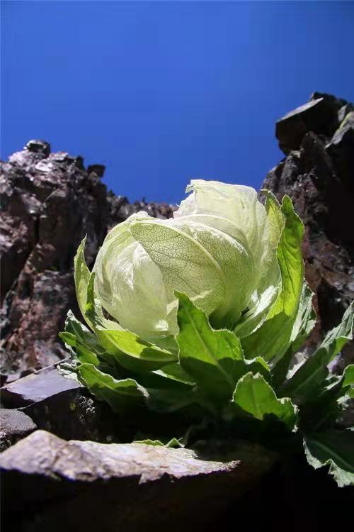 冰山雪蓮圖片(花朵美圖) - 赤虎壹號