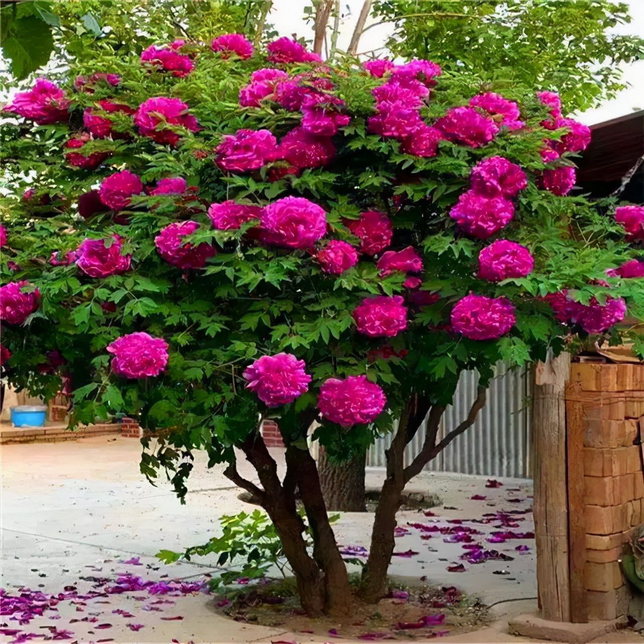 里,都会栽种牡丹花,到了现在,很多大型的植物园都会成片栽种牡丹花