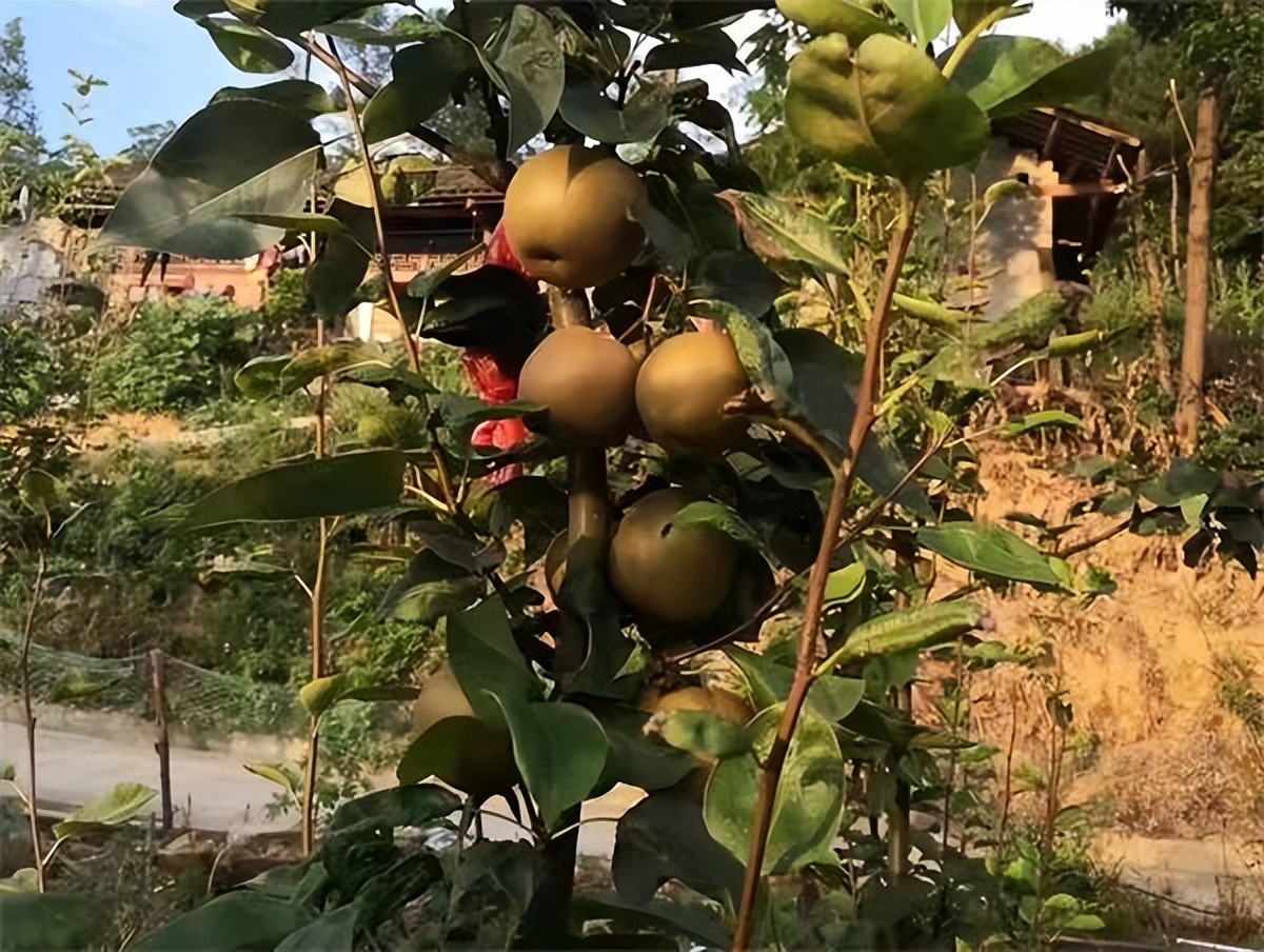 “舌尖”安全有保障 鞍山“高老庄”蔬菜瓜果纯绿色