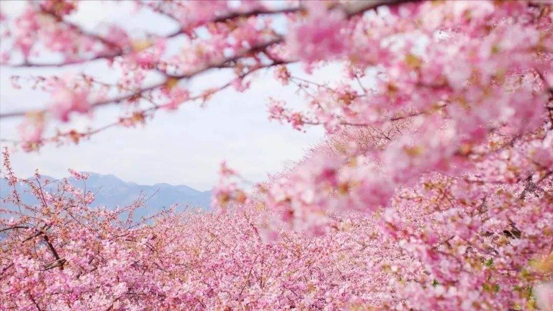 12首关于樱花的古诗词：樱花烂漫，堆云叠雪，千株万片绕林垂