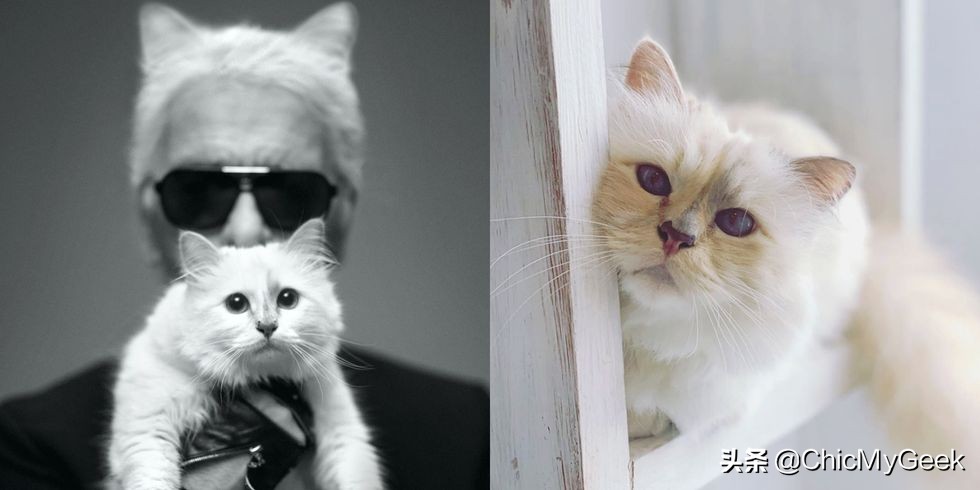 老佛爷卡尔·拉格斐逝世三周年，那只继承3亿美金的猫怎么样了？