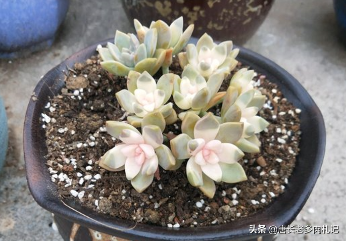 新品多肉樱花锦(新品多肉樱花锦好养吗) - 趣味头条